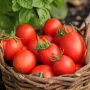 "Tuscany" heirloom tomato