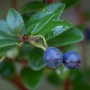 Vaccinium ovatum (evergreen huckleberry)