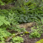 downed wood with native plant community