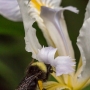 native bumble bee